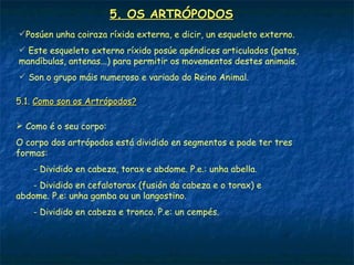 5. OS ARTRÓPODOS
Posúen unha coiraza ríxida externa, e dicir, un esqueleto externo.
 Este esqueleto externo ríxido posúe apéndices articulados (patas,
mandíbulas, antenas...) para permitir os movementos destes animais.
 Son o grupo máis numeroso e variado do Reino Animal.

5.1. Como son os Artrópodos?

 Como é o seu corpo:
O corpo dos artrópodos está dividido en segmentos e pode ter tres
formas:
    - Dividido en cabeza, torax e abdome. P.e.: unha abella.
    - Dividido en cefalotorax (fusión da cabeza e o torax) e
abdome. P.e: unha gamba ou un langostino.
    - Dividido en cabeza e tronco. P.e: un cempés.
 