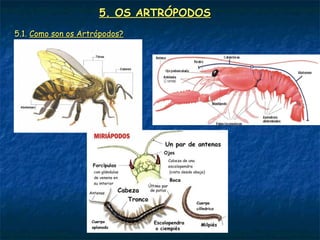5. OS ARTRÓPODOS
5.1. Como son os Artrópodos?
 