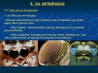 5. OS ARTRÓPODOS
5.1. Como son os Artrópodos?

 Os Ollos dos Artrópodos:
 Unha das características máis chamativa dos artrópodos é que poden
posuír dous tipos de ollos:
    - Ollos simples: lentes sinxelas coas que distinguen a luz e imaxes
pouco definidas.
    - Ollos compostos: formados por miles de lentes. Obteñen con eles
unha visión precisa, en especial de obxectos en movemento.
 