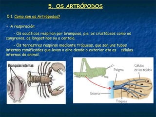 5. OS ARTRÓPODOS
5.1. Como son os Artrópodos?

 A respiración:
    - Os acuáticos respiran por branquias, p.e. os crustáceos como os
cangrexos, os langostinos ou a centola.
    - Os terrestres respiran mediante tráqueas, que son uns tubos
internos ramificados que levan o aire dende o exterior ata as células
internas do animal.
 