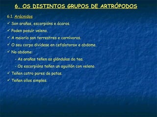 6. OS DISTINTOS GRUPOS DE ARTRÓPODOS
6.1. Arácnidos
 Son arañas, escorpións e ácaros.
 Poden posuír veleno.
 A maioría son terrestres e carnívoros.
 O seu corpo divídese en cefalotorax e abdome.
 No abdome:
    - As arañas teñen as glándulas da tea.
    - Os escorpións teñen un aguillón con veleno.
 Teñen catro pares de patas.
 Teñen ollos simples.
 