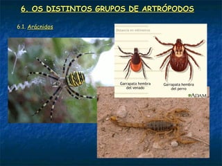 6. OS DISTINTOS GRUPOS DE ARTRÓPODOS

6.1. Arácnidos
 