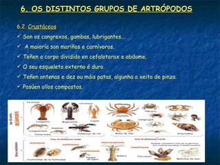 6. OS DISTINTOS GRUPOS DE ARTRÓPODOS

6.2. Crustáceos
 Son os cangrexos, gambas, lubrigantes...
 A maioría son mariños e carnívoros.
 Teñen o corpo dividido en cefalotorax e abdome.
 O seu esqueleto externo é duro.
 Teñen antenas e dez ou máis patas, algunha a xeito de pinza.
 Posúen ollos compostos.
 