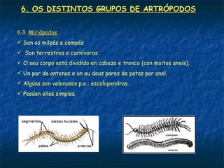 6. OS DISTINTOS GRUPOS DE ARTRÓPODOS


6.3. Miriápodos
 Son os milpés e cempés
 Son terrestres e carnívoros.
 O seu corpo está dividido en cabeza e tronco (con moitos aneis).
 Un par de antenas e un ou dous pares de patas por anel.
 Algúns son velenosos p.e.: escolopendras.
 Posúen ollos simples.
 