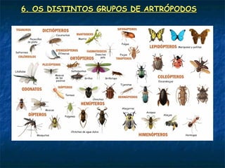 6. OS DISTINTOS GRUPOS DE ARTRÓPODOS
 