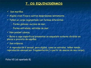 7. OS EQUINODERMOS

  Son mariños.
  Algúns viven fixos e outros desprázanse lentamente.
  Teñen un corpo segmentado con formas diferentes:
     - Forma globosa: ourizos de mar.
     - Forma estrelada: estrelas de mar.
  Non posúen cabeza.
  Baixo a capa superficial presentan un esqueleto externo dividido en
 placas e provisto de espiñas.
  Son ovíparos.
  A reprodución é sexual, pero algúns, como as estrelas, teñen tamén
 reprodución asexual por fragmentación ( a partir de anacos do seu corpo).



Ficha VII (só apartado B)
 