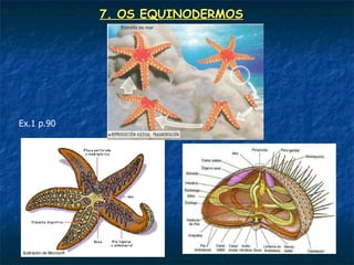 7. OS EQUINODERMOS




Ex.1 p.90
 