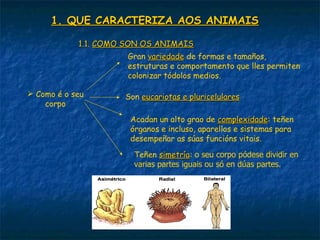 1. QUE CARACTERIZA AOS ANIMAIS

            1.1. COMO SON OS ANIMAIS
                      Gran variedade de formas e tamaños,
                      estruturas e comportamento que lles permiten
                      colonizar tódolos medios.

 Como é o seu       Son eucariotas e pluricelulares
    corpo
                      Acadan un alto grao de complexidade: teñen
                                              complexidade
                      órganos e incluso, aparellos e sistemas para
                      desempeñar as súas funcións vitais.

                       Teñen simetría: o seu corpo pódese dividir en
                               simetría
                       varias partes iguais ou só en dúas partes.
 