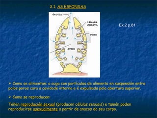 2.1. AS ESPONXAS



                                                           Ex.2 p.81




 Como se alimentan: a auga con partículas de alimento en suspensión entra
polos poros cara a cavidade interna e é expulsada pola abertura superior.

 Como se reproducen:
Teñen reprodución sexual (producen células sexuais) e tamén poden
reproducirse asexualmente a partir de anacos do seu corpo.
 