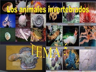 Los animales invertebrados TEMA 5 