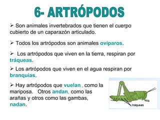 6- ARTRÓPODOS Son animales invertebrados que tienen el cuerpo cubierto de un caparazón articulado. Todos los artrópodos son animales  ovíparos . Los artrópodos que viven en la tierra, respiran por  tráqueas . Los artrópodos que viven en el agua respiran por  branquias . Hay artrópodos que  vuelan   ,  como la mariposa.  Otros  andan ,  como las arañas y otros como las gambas,  nadan . 