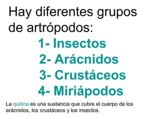 Hay diferentes grupos de artrópodos:  1- Insectos   2- Arácnidos 3- Crustáceos 4- Miriápodos La  quitina  es una sustancia que cubre el cuerpo de los arácnidos, los crustáceos y los insectos. 