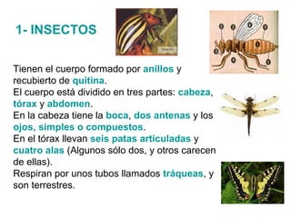 Tienen el cuerpo formado por  anillos  y recubierto de  quitina .  El cuerpo está dividido en tres partes:  cabeza ,  tórax  y  abdomen .  En la cabeza tiene la  boca ,  dos antenas  y los  ojos, simples o compuestos . En el tórax llevan   seis patas articuladas  y  cuatro alas  (Algunos sólo dos, y otros carecen de ellas).  Respiran por unos tubos llamados  tráqueas , y son terrestres. 1- INSECTOS 
