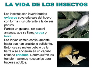 LA VIDA DE LOS INSECTOS Los insectos son invertebrados  ovíparos  cuya cría sale del huevo con forma muy diferente a la de sus padres.  Parece un gusano, sin alas ni antenas, que se llama  oruga  o  larva . Las larvas comen continuamente hasta que han crecido lo suficiente. Entonces se meten debajo de la tierra o se encierran en un capullo llamado  crisálida . Dentro sufren las transformaciones necesarias para hacerse adultos. 