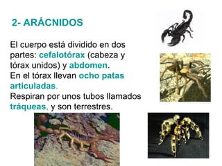 2- ARÁCNIDOS El cuerpo está dividido en dos partes:  cefalotórax  (cabeza y tórax unidos) y  abdomen .  En el tórax llevan   ocho patas articuladas . Respiran por unos tubos llamados  tráqueas ,  y son terrestres. 