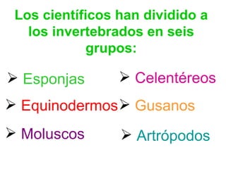Los científicos han dividido a los invertebrados en seis grupos: Celentéreos   Gusanos   Moluscos   Artrópodos   Equinodermos  Esponjas   