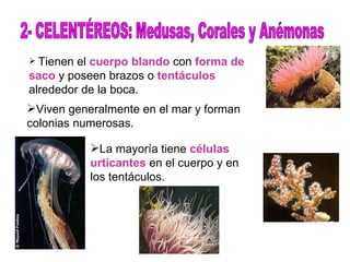 2- CELENTÉREOS: Medusas, Corales y Anémonas Tienen el  cuerpo blando  con  forma de saco  y poseen brazos o  tentáculos  alrededor de la boca. Viven generalmente en el mar y forman colonias numerosas. La mayoría tiene  células urticantes  en el cuerpo y en los tentáculos. 