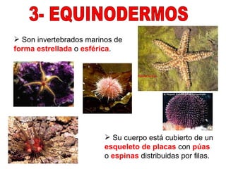3- EQUINODERMOS Son invertebrados marinos de  forma estrellada  o  esférica . Su cuerpo está cubierto de un  esqueleto de placas  con  púas  o  espinas  distribuidas por filas. 