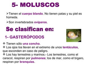 5- MOLUSCOS Tienen el  cuerpo blando . No tienen patas y su piel es húmeda. Son invertebrados  ovíparos . Se clasifican en: Tienen sólo  una concha .  Los ojos los llevan en el extremo de unos  tentáculos , que esconden en caso de peligro.  Los hay terrestres y marinos.- Los terrestres, como el caracol, respiran por  pulmones ; los de mar, como el bígaro, respiran por  branquias .  1- GASTERÓPODOS 