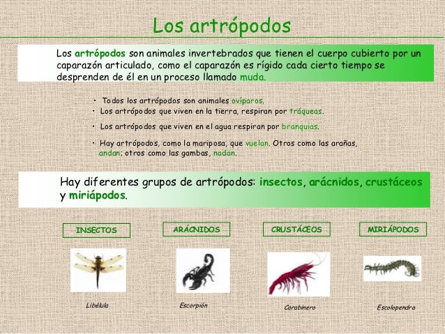 Invertebrados esquema