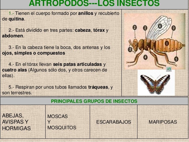 Invertebrados esquema