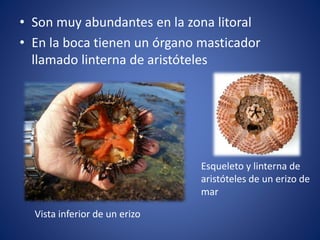 • Son muy abundantes en la zona litoral
• En la boca tienen un órgano masticador
llamado linterna de aristóteles
Esqueleto y linterna de
aristóteles de un erizo de
mar
Vista inferior de un erizo
 