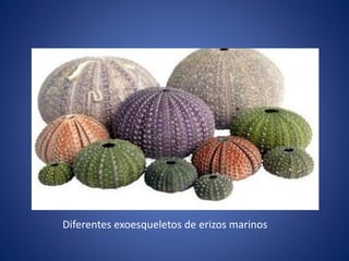 Diferentes exoesqueletos de erizos marinos
 