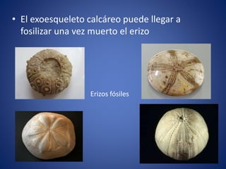 • El exoesqueleto calcáreo puede llegar a
fosilizar una vez muerto el erizo
Erizos fósiles
 