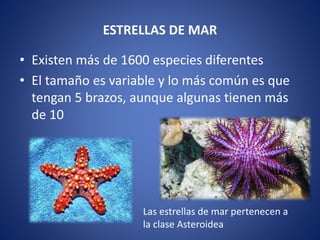 ESTRELLAS DE MAR
• Existen más de 1600 especies diferentes
• El tamaño es variable y lo más común es que
tengan 5 brazos, aunque algunas tienen más
de 10
Las estrellas de mar pertenecen a
la clase Asteroidea
 