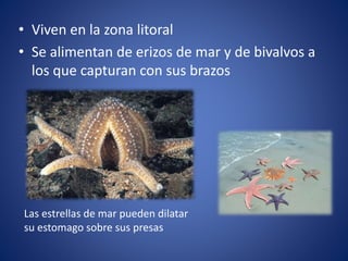 • Viven en la zona litoral
• Se alimentan de erizos de mar y de bivalvos a
los que capturan con sus brazos
Las estrellas de mar pueden dilatar
su estomago sobre sus presas
 