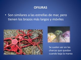 OFIURAS
• Son similares a las estrellas de mar, pero
tienen los brazos más largos y móviles
Se suelen ver en las
charcas que quedan
cuando baja la marea
 