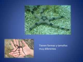 Tienen formas y tamaños
muy diferentes
 