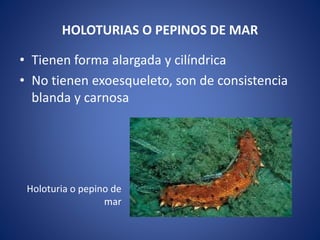 HOLOTURIAS O PEPINOS DE MAR
• Tienen forma alargada y cilíndrica
• No tienen exoesqueleto, son de consistencia
blanda y carnosa
Holoturia o pepino de
mar
 
