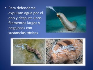 • Para defenderse
expulsan agua por el
ano y después unos
filamentos largos y
pegajosos con
sustancias tóxicas
 