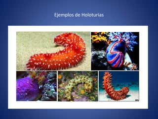 Ejemplos de Holoturias
 