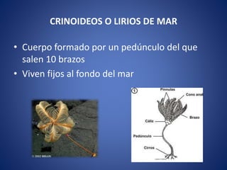 CRINOIDEOS O LIRIOS DE MAR
• Cuerpo formado por un pedúnculo del que
salen 10 brazos
• Viven fijos al fondo del mar
 