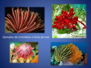 Ejemplos de crinoideos o lirios de mar
 