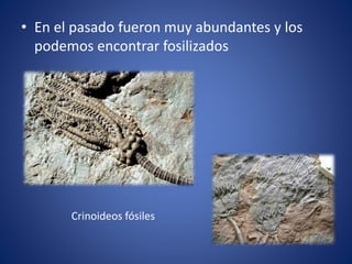 • En el pasado fueron muy abundantes y los
podemos encontrar fosilizados
Crinoideos fósiles
 