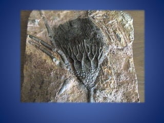 Invertebrados (IV) equinodermos