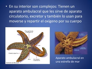 • En su interior son complejos: Tienen un
aparato ambulacral que les sirve de aparato
circulatorio, excretor y también lo usan para
moverse y repartir el oxígeno por su cuerpo
Aparato ambulacral en
una estrella de mar
 
