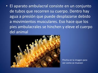 • El aparato ambulacral consiste en un conjunto
de tubos que recorren su cuerpo. Dentro hay
agua a presión que puede desplazarse debido
a movimientos musculares. Eso hace que los
pies ambulacrales se hinchen y eleve el cuerpo
del animal
Pincha en la imagen para
ver como se mueven
 
