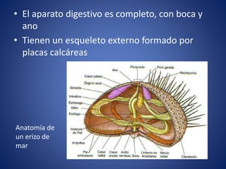 • El aparato digestivo es completo, con boca y
ano
• Tienen un esqueleto externo formado por
placas calcáreas
Anatomía de
un erizo de
mar
 