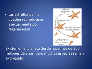 • Las estrellas de mar
pueden reproducirse
asexualmente por
regeneración
Existen en el planeta desde hace más de 500
millones de años, pero muchas especies se han
extinguido
 
