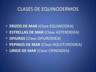 CLASES DE EQUINODERMOS
• ERIZOS DE MAR (Clase EQUINOIDEA)
• ESTRELLAS DE MAR (Clase ASTEROIDEA)
• OFIURAS (Clase OFIUROIDEA)
• PEPINOS DE MAR (Clase HOLOTUROIDEA)
• LIRIOS DE MAR (Clase CRINOIDEA)
 