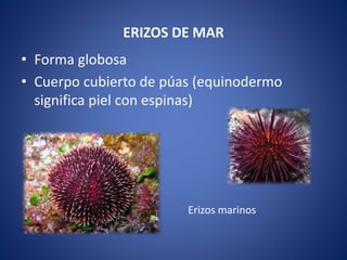 ERIZOS DE MAR
• Forma globosa
• Cuerpo cubierto de púas (equinodermo
significa piel con espinas)
Erizos marinos
 
