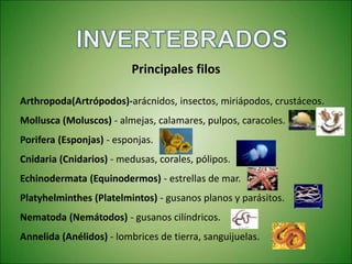Principales filos
Arthropoda(Artrópodos)-arácnidos, insectos, miriápodos, crustáceos.
Mollusca (Moluscos) - almejas, calamares, pulpos, caracoles.
Porifera (Esponjas) - esponjas.
Cnidaria (Cnidarios) - medusas, corales, pólipos.
Echinodermata (Equinodermos) - estrellas de mar.
Platyhelminthes (Platelmintos) - gusanos planos y parásitos.
Nematoda (Nemátodos) - gusanos cilíndricos.
Annelida (Anélidos) - lombrices de tierra, sanguijuelas.
 