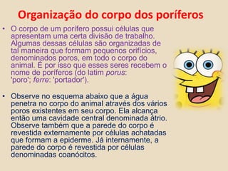 Organização do corpo dos poríferosO corpo de um porífero possui células que apresentam uma certa divisão de trabalho. Algumas dessas células são organizadas de tal maneira que formam pequenos orifícios, denominados poros, em todo o corpo do animal. É por isso que esses seres recebem o nome de poríferos (do latim porus: 'poro'; ferre: 'portador').    Observe no esquema abaixo que a água penetra no corpo do animal através dos vários poros existentes em seu corpo. Ela alcança então uma cavidade central denominada átrio. Observe também que a parede do corpo é revestida externamente por células achatadas que formam a epiderme. Já internamente, a parede do corpo é revestida por células denominadas coanócitos. 