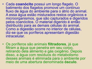 Cada coanócito possui um longo flagelo. O batimento dos flagelos promove um contínuo fluxo de água do ambiente para o átrio do animal. A essa água estão misturados restos orgânicos e microorganismos, que são capturados e digeridos pelos coanócitos. O material digerido é então distribuído para as demais células do animal. Como a digestão ocorre no interior de células, diz-se que os poríferos apresentam digestão intracelular.Os poríferos são animais filtradores, já que filtram a água que penetra em seu corpo, retirando dela alimento e gás oxigênio. Depois disso, a água com resíduos do metabolismo desses animais é eliminada para o ambiente por meio de uma abertura denominada ósculo.