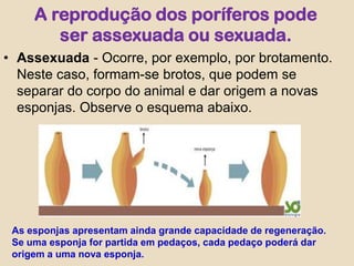 A reprodução dos poríferos pode ser assexuada ou sexuada.Assexuada - Ocorre, por exemplo, por brotamento. Neste caso, formam-se brotos, que podem se separar do corpo do animal e dar origem a novas esponjas. Observe o esquema abaixo.As esponjas apresentam ainda grande capacidade de regeneração. Se uma esponja for partida em pedaços, cada pedaço poderá dar origem a uma nova esponja. 