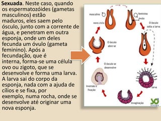     Sexuada. Neste caso, quando os espermatozóides (gametas masculinos) estão maduros, eles saem pelo ósculo, junto com a corrente de água, e penetram em outra esponja, onde um deles fecunda um óvulo (gameta feminino). Após a fecundação, que é interna, forma-se uma célula ovo ou zigoto, que se desenvolve e forma uma larva. A larva sai do corpo da esponja, nada com a ajuda de cílios e se fixa, por exemplo, numa rocha, onde se desenvolve até originar uma nova esponja. 